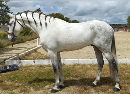 PRE Croisé, Étalon, 13 Ans, 167 cm, Gris pommelé