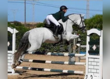 PRE Croisé, Étalon, 13 Ans, 174 cm, Gris