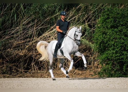 PRE Croisé, Étalon, 14 Ans, 162 cm, Blanc