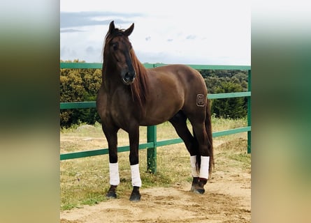 PRE Croisé, Étalon, 14 Ans, 168 cm, Alezan brûlé