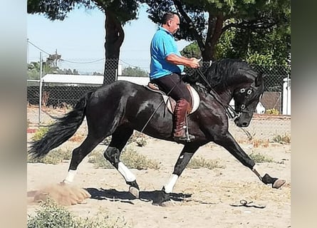 PRE Croisé, Étalon, 14 Ans, 168 cm, Noir