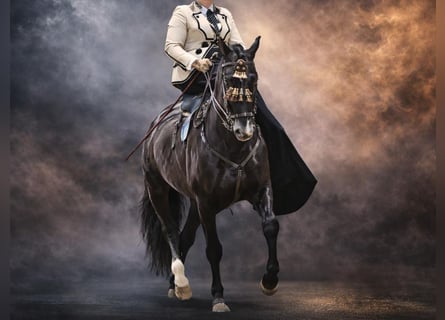 PRE Croisé, Étalon, 14 Ans, 168 cm, Noir