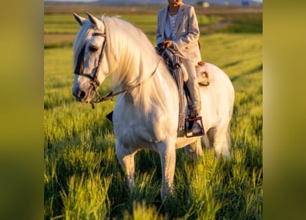 PRE Croisé, Étalon, 15 Ans, 164 cm, Gris