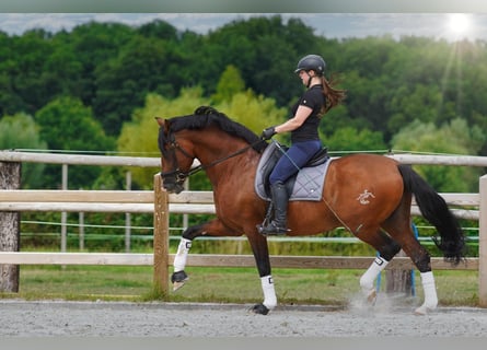 PRE, Étalon, 15 Ans, 172 cm, Bai cerise