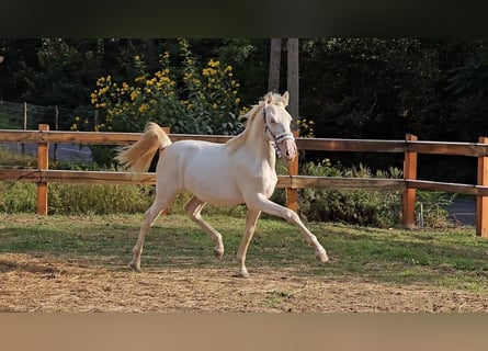 PRE Croisé, Étalon, 1 Année, 142 cm, Perlino