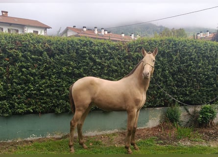 PRE Croisé, Étalon, 1 Année, 146 cm, Champagne