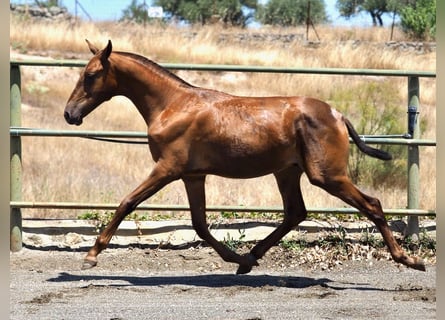 PRE Croisé, Étalon, 1 Année, 147 cm, Alezan