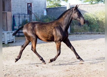 PRE Croisé, Étalon, 1 Année, 151 cm, Noir