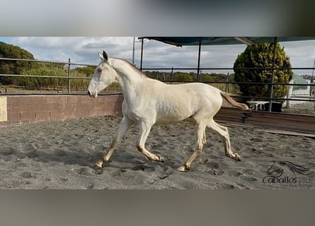 PRE Croisé, Étalon, 1 Année, 155 cm, Perlino