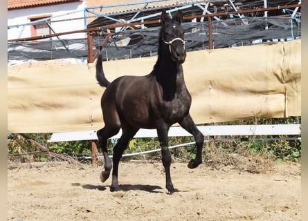 PRE, Étalon, 1 Année, 156 cm, Noir