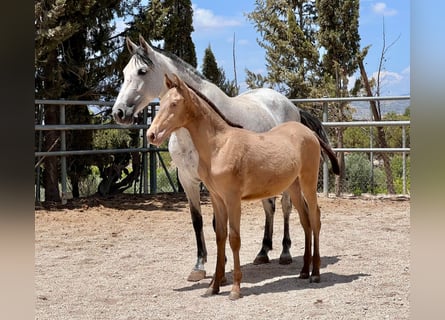 PRE, Étalon, 1 Année, 160 cm, Champagne