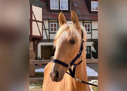 PRE, Étalon, 1 Année, 160 cm, Palomino