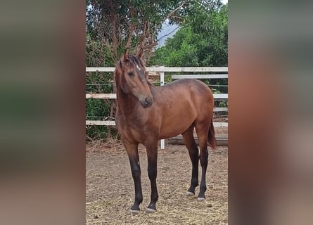 PRE Croisé, Étalon, 1 Année, 162 cm, Buckskin