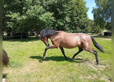 PRE, Étalon, 1 Année, 162 cm, Gris