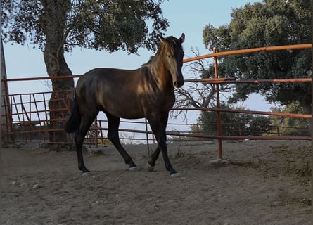 PRE Croisé, Étalon, 1 Année, 162 cm, Noir