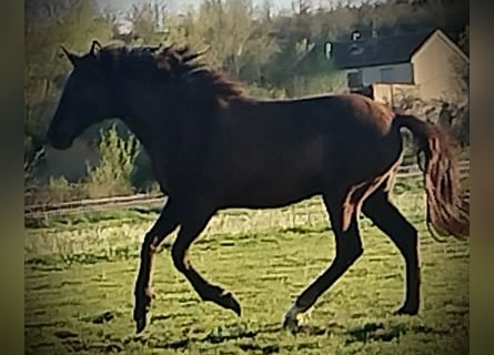 PRE Croisé, Étalon, 1 Année, 163 cm, Noir