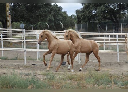 PRE, Étalon, 1 Année, 163 cm, Palomino