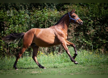 PRE Croisé, Étalon, 1 Année, 164 cm, Bai
