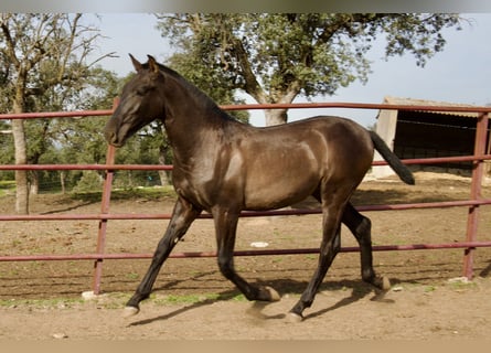 PRE Croisé, Étalon, 1 Année, 164 cm, Noir