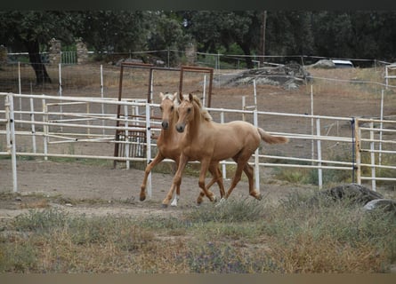 PRE, Étalon, 1 Année, 164 cm, Palomino