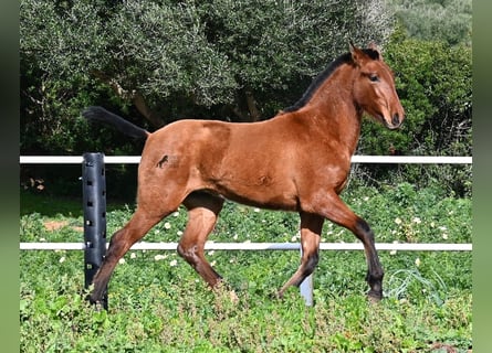 PRE, Étalon, 1 Année, 165 cm, Bai
