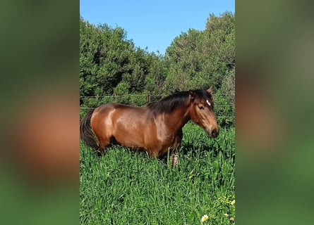 PRE, Étalon, 1 Année, 165 cm, Buckskin