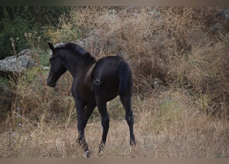 PRE, Étalon, 1 Année, 166 cm, Noir