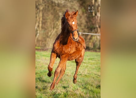 PRE Croisé, Étalon, 1 Année, 168 cm, Alezan