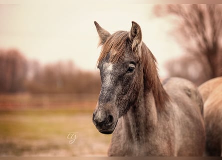 PRE, Étalon, 1 Année, 168 cm, Gris