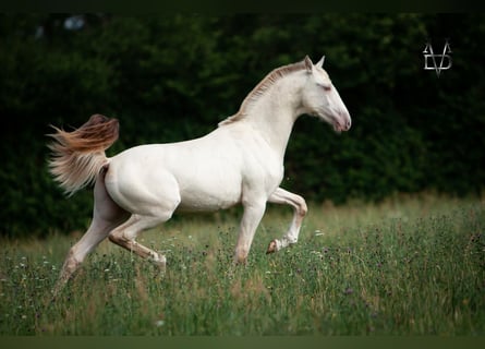 PRE, Étalon, 1 Année, 170 cm, Isabelle