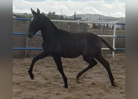 PRE Croisé, Étalon, 1 Année, 179 cm, Gris