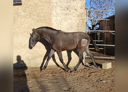 PRE Croisé, Étalon, 1 Année, Gris