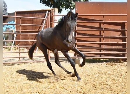 PRE, Étalon, 1 Année, Gris