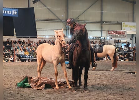 PRE, Étalon, 1 Année, Palomino