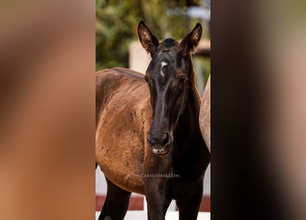 PRE Croisé, Étalon, 2 Ans, 135 cm, Noir