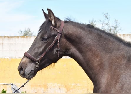 PRE, Étalon, 2 Ans, 145 cm, Gris