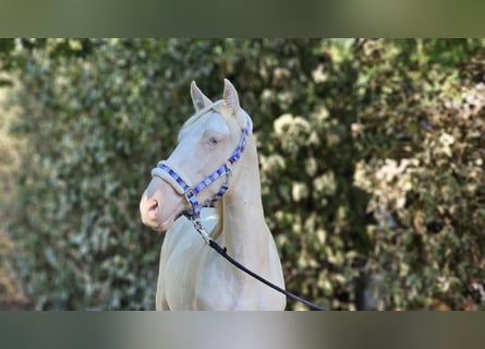 PRE Croisé, Étalon, 2 Ans, 149 cm, Perlino