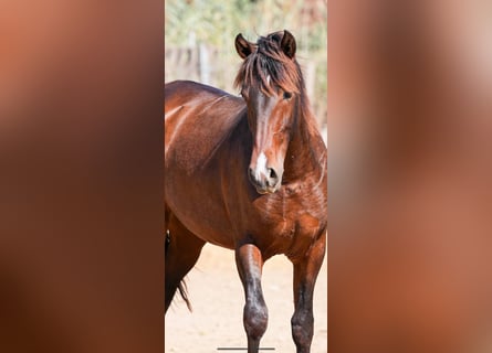 PRE Croisé, Étalon, 2 Ans, 150 cm, Bai