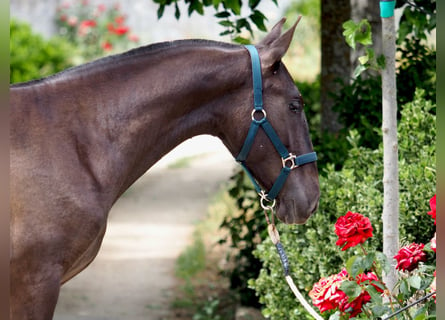 PRE Croisé, Étalon, 2 Ans, 150 cm, Noir