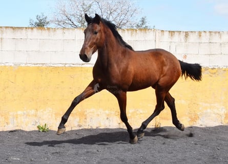 PRE, Étalon, 2 Ans, 153 cm, Bai