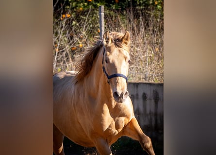 PRE Croisé, Étalon, 2 Ans, 155 cm, Champagne