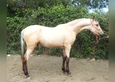 PRE Croisé, Étalon, 2 Ans, 155 cm, Isabelle