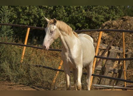 PRE Croisé, Étalon, 2 Ans, 155 cm, Perlino