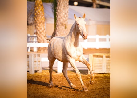 PRE Croisé, Étalon, 2 Ans, 157 cm, Perlino