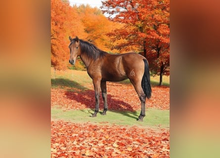 PRE Croisé, Étalon, 2 Ans, 158 cm, Bai