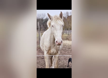 PRE Croisé, Étalon, 2 Ans, 158 cm, Cremello