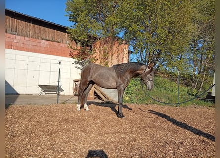 PRE, Étalon, 2 Ans, 158 cm, Gris