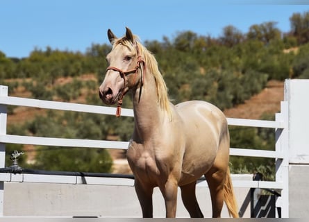 PRE, Étalon, 2 Ans, 158 cm, Perle