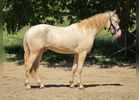 PRE Croisé, Étalon, 2 Ans, 158 cm, Perlino