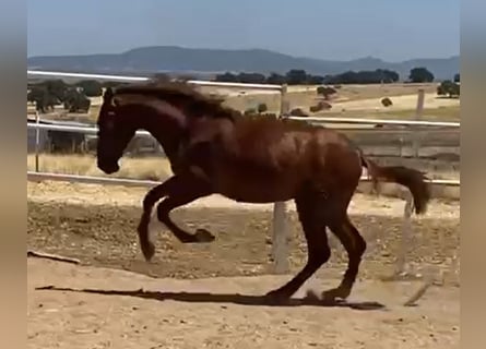 PRE, Étalon, 2 Ans, 160 cm, Alezan